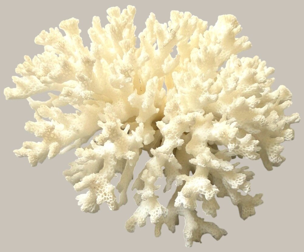 Natural Branching Coral Skeleton Specimen 5" Coastal Beach Decor